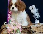 Собаки в Электростали: Шикарная девочка кавалер кинг чарльз спаниель Девочка, 150 000 руб. - фото 4
