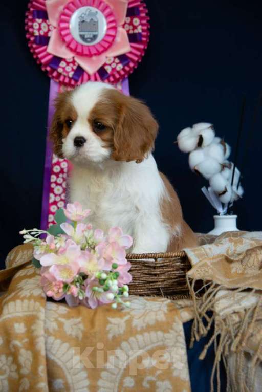Собаки в Электростали: Шикарная девочка кавалер кинг чарльз спаниель Девочка, 150 000 руб. - фото 4