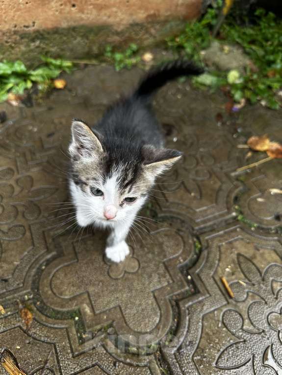 Кошки в Москве: Котенок мальчик Мальчик, Бесплатно - фото 1