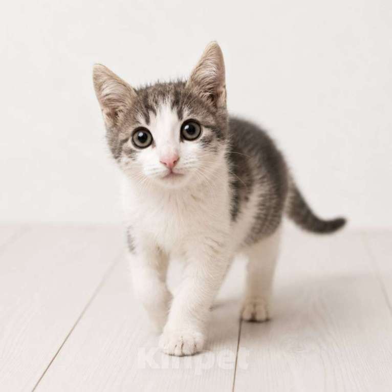 Кошки в Москве: Котенок Коровкин ищет дом Мальчик, Бесплатно - фото 2