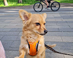 Собаки в Москве: Марик из Мариуполя в добрые руки Мальчик, Бесплатно - фото 3