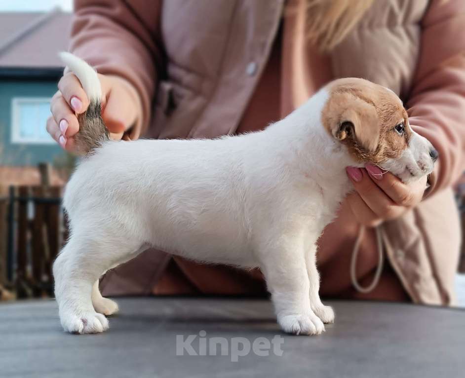 Собаки в Новосибирске: Девочка Джек Рассел терьер  Девочка, 45 000 руб. - фото 1