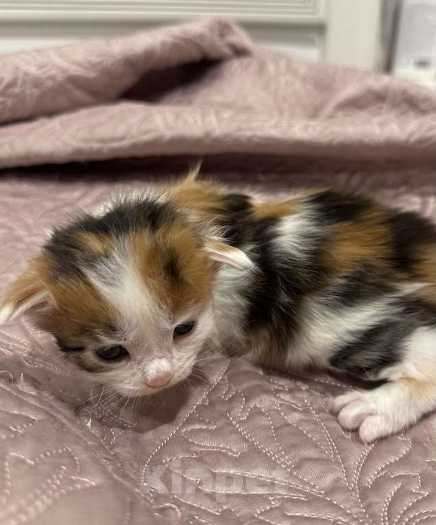 Кошки в Екатеринбурге: Мейн-кун шикарная девочка Девочка, 15 000 руб. - фото 2