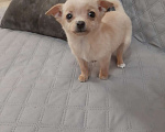 Собаки в Казани: Чихуа 3 мес. Мальчик, 25 000 руб. - фото 2