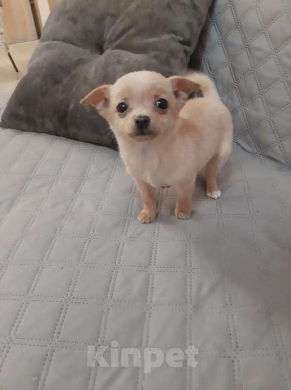 Собаки в Казани: Чихуа 3 мес. Мальчик, 25 000 руб. - фото 2
