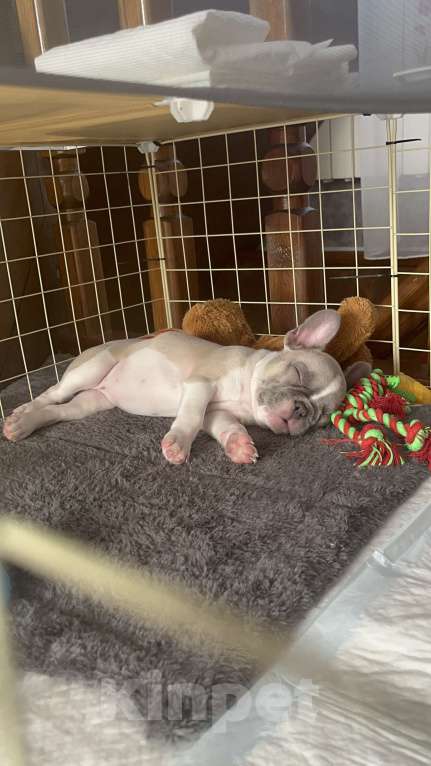 Собаки в Белокурихе: Щенок французского бульдога, девочка Девочка, Бесплатно - фото 5