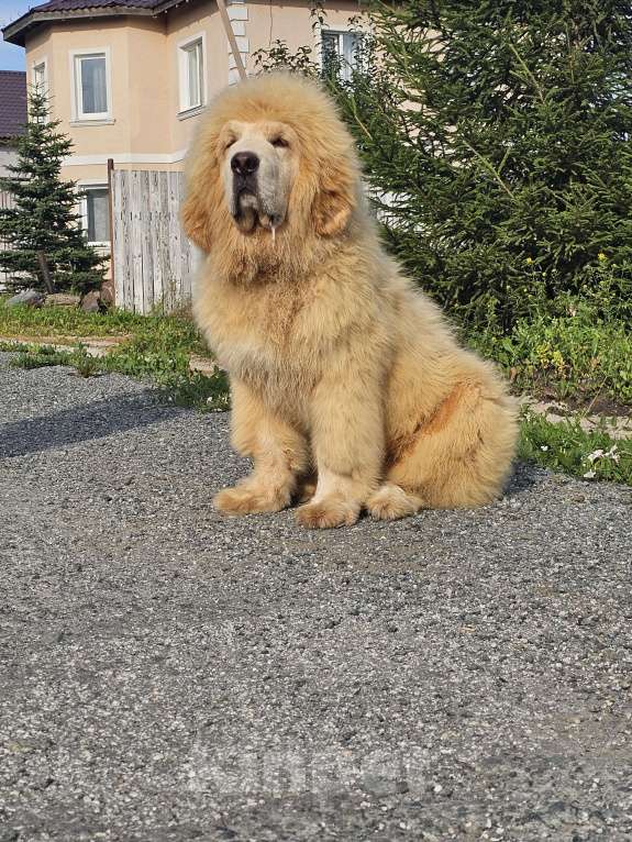 Собаки в Москве: Щенки Тибетского мастифа Мальчик, 150 000 руб. - фото 4