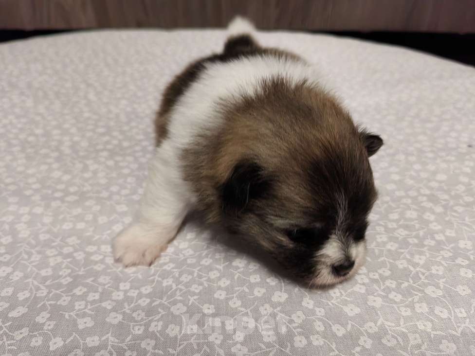 Собаки в Самаре: Немецкий шпиц Девочка, 40 000 руб. - фото 3