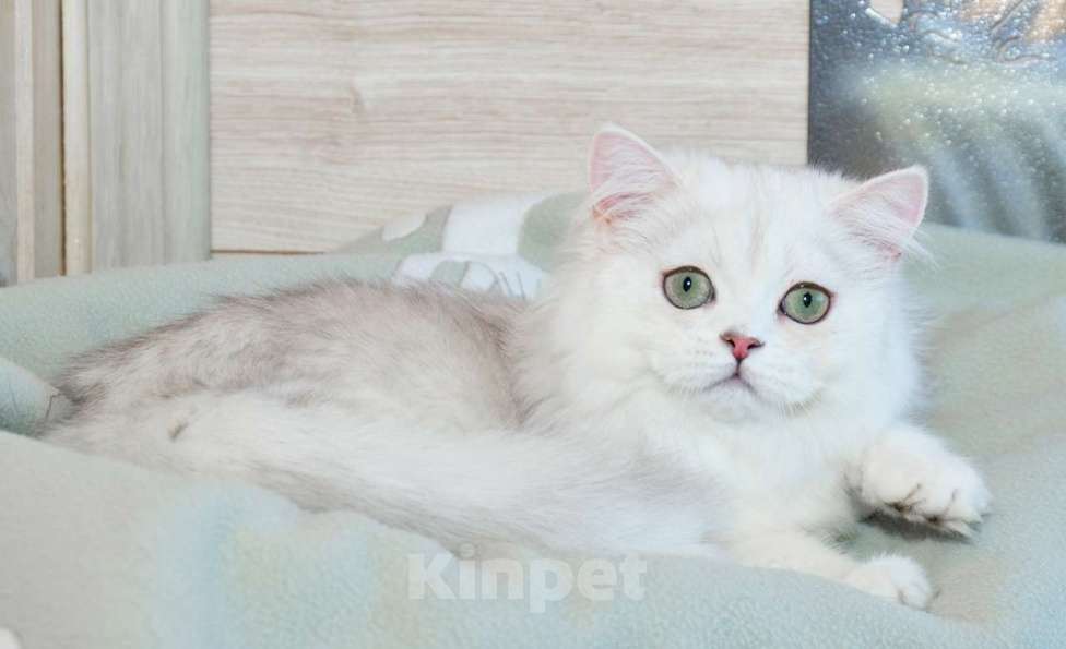 Кошки в Рыбинске: Британская длинношерстная серебристая шиншилла девочка Девочка, 25 000 руб. - фото 6