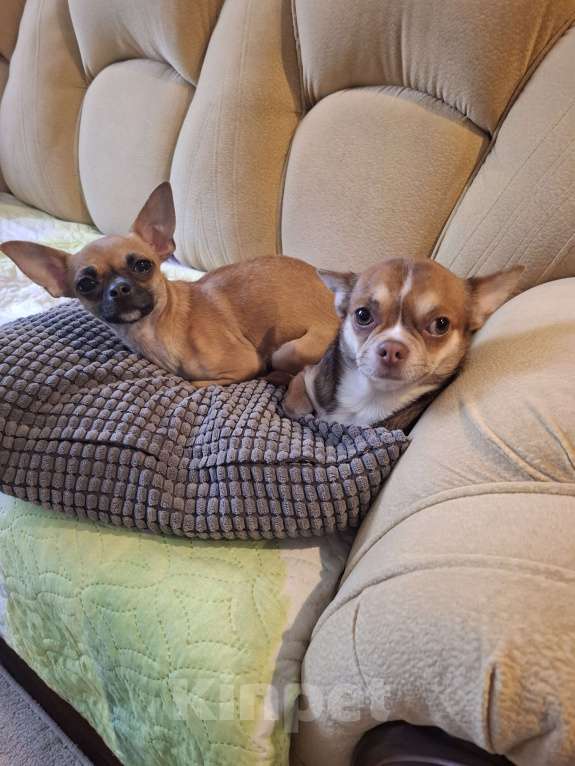 Собаки в Москве: Щенок чихуахуа  Мальчик, 20 000 руб. - фото 5