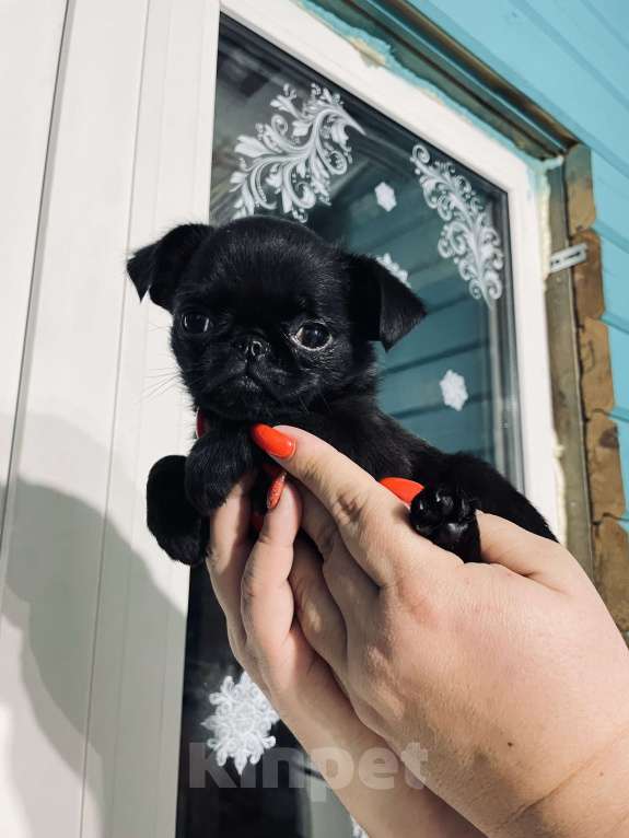 Собаки в Казани: Щеночек пти брабансончик Девочка, 100 000 руб. - фото 2