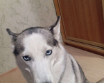 Собаки в Челябинске: Отдам Хаски Девочка, Бесплатно - фото 2