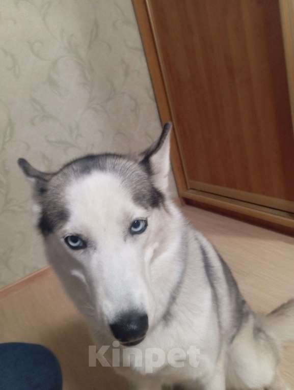 Собаки в Челябинске: Отдам Хаски Девочка, Бесплатно - фото 2