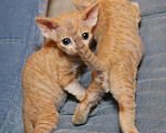 Кошки в Санкт-Петербурге: Девон рекс Мальчик, 50 000 руб. - фото 2