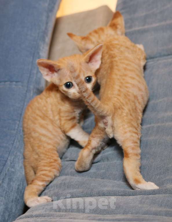 Кошки в Санкт-Петербурге: Девон рекс Мальчик, 50 000 руб. - фото 2