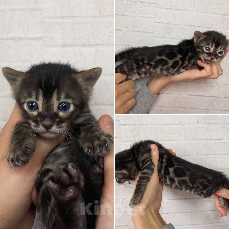 Кошки в Москве: Бенгальские котята Девочка, 30 000 руб. - фото 4