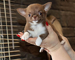 Собаки в Москве: Крошка чихуахуа Девочка, 100 000 руб. - фото 5
