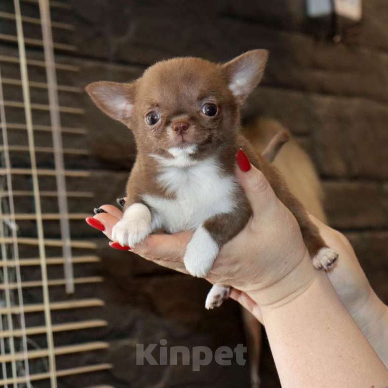 Собаки в Москве: Крошка чихуахуа Девочка, 100 000 руб. - фото 5