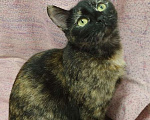 Кошки в Санкт-Петербурге: Кошечка черепахового окраса в добрые руки Девочка, Бесплатно - фото 5