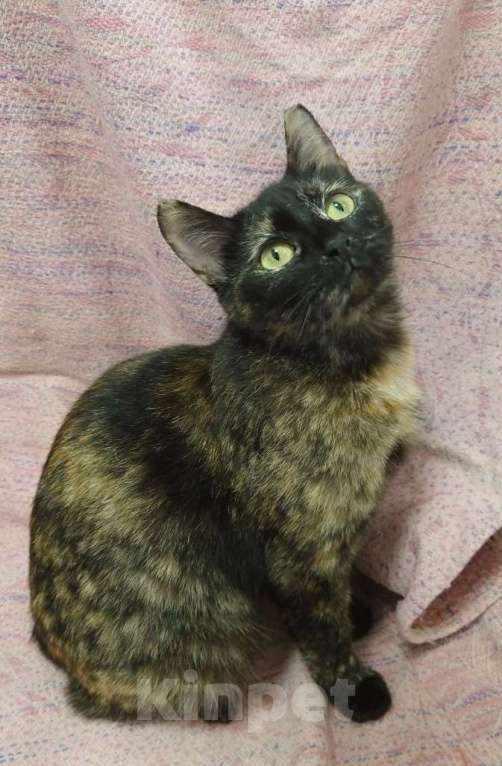Кошки в Санкт-Петербурге: Кошечка черепахового окраса в добрые руки Девочка, Бесплатно - фото 5
