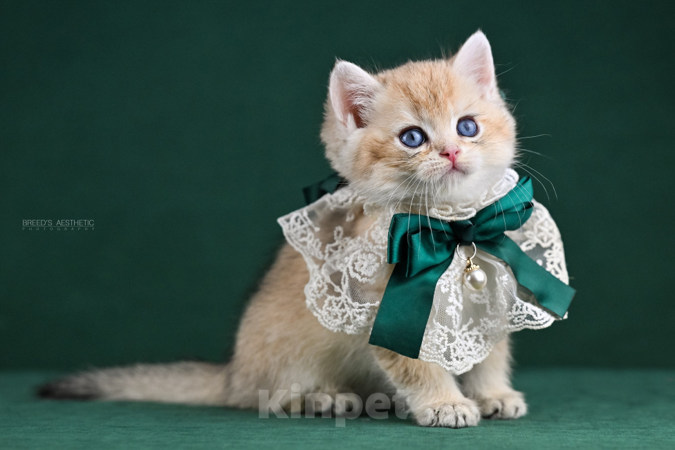 Кошки в Воронеже: Британский короткошерстный мальчик Мальчик, 40 000 руб. - фото 1