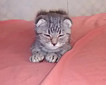 Кошки в Ростове-на-Дону: Вислоухий котенок Девочка, 10 руб. - фото 1