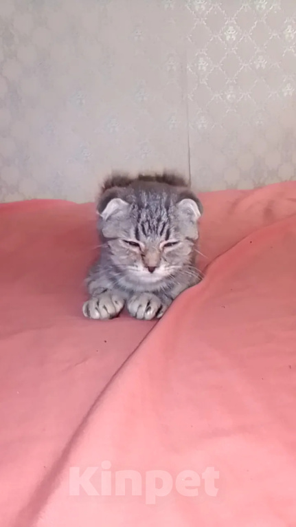 Кошки в Ростове-на-Дону: Вислоухий котенок Девочка, 10 руб. - фото 1