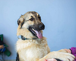 Собаки в Зеленогорске: Грейс. 1 год в добрые руки  Девочка, Бесплатно - фото 5
