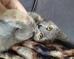 Кошки в Москве: Котенок Юкки ищет дом Девочка, Бесплатно - фото 6