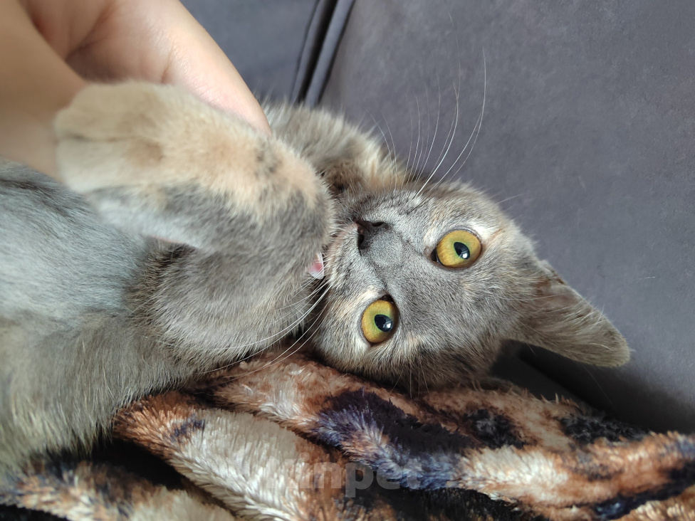 Кошки в Москве: Котенок Юкки ищет дом Девочка, Бесплатно - фото 6