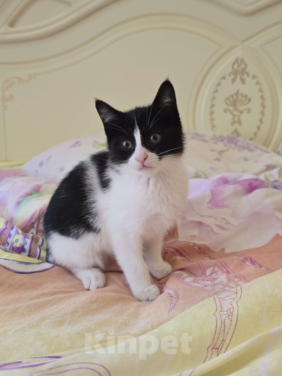 Кошки в Сочи: Котенок в добрые руки Девочка, Бесплатно - фото 1