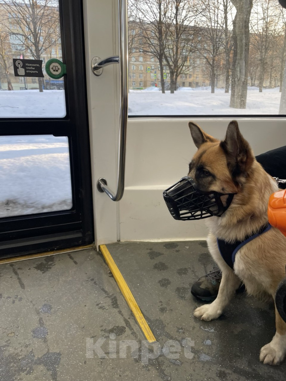 Собаки в Москве: Алиса, метис овчарки, ищет хозяина! Девочка, Бесплатно - фото 7