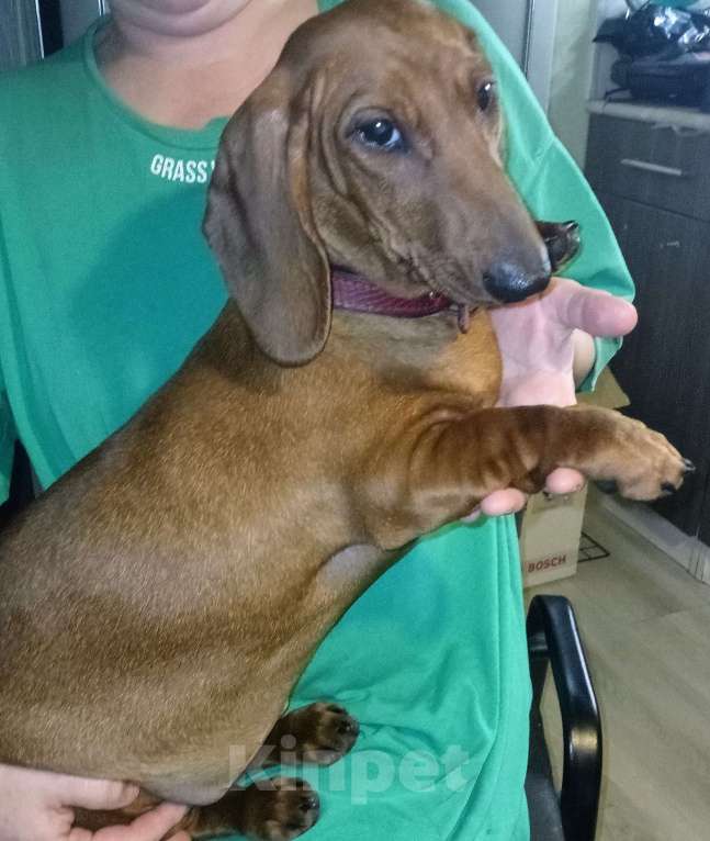 Собаки в Северодвинске: Продажа щенка Девочка, 60 000 руб. - фото 1