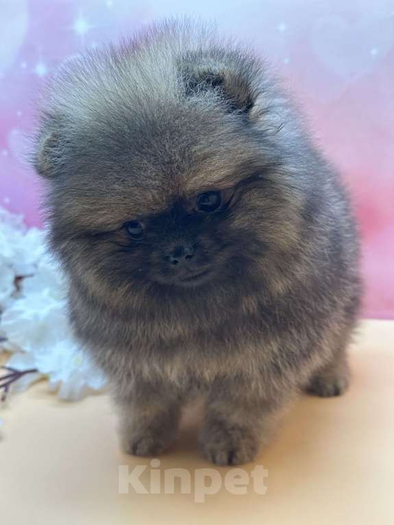 Собаки в Санкт-Петербурге: Мини шпиц Мальчик, 30 000 руб. - фото 2