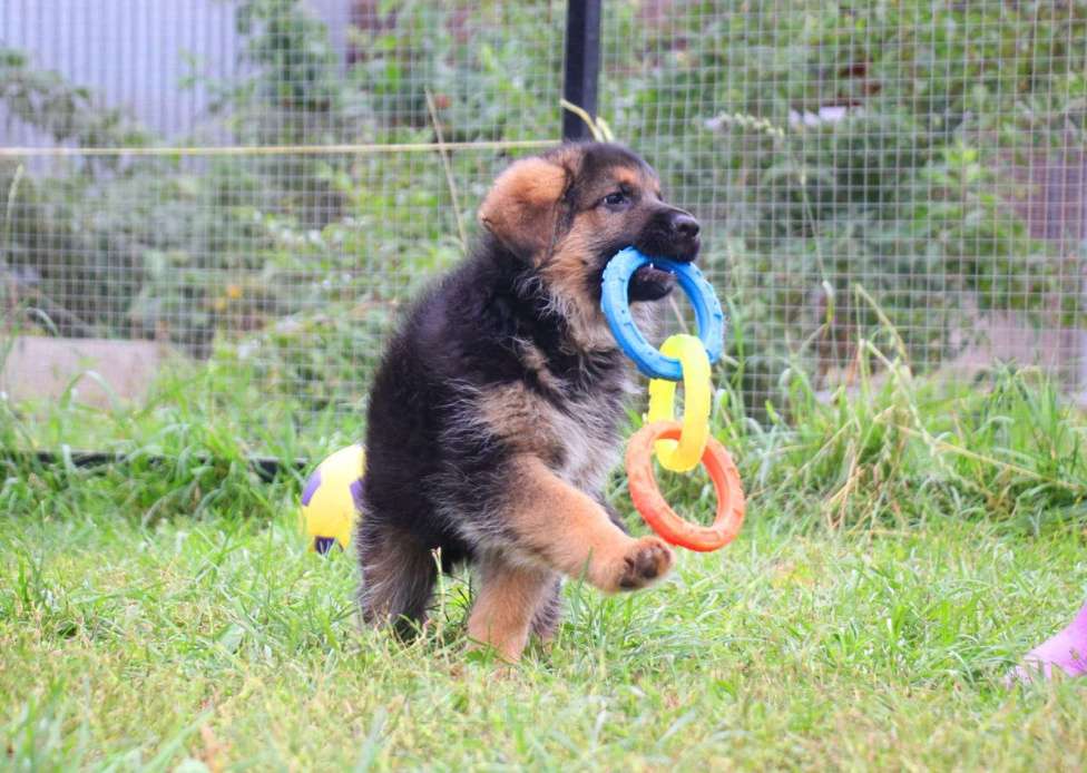 Собаки в других городах Московской области: Щенки Немецкой овчарки РКФ Мальчик, 60 000 руб. - фото 4