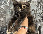 Кошки в Клине: Мейн Кун котята Девочка, 45 000 руб. - фото 1