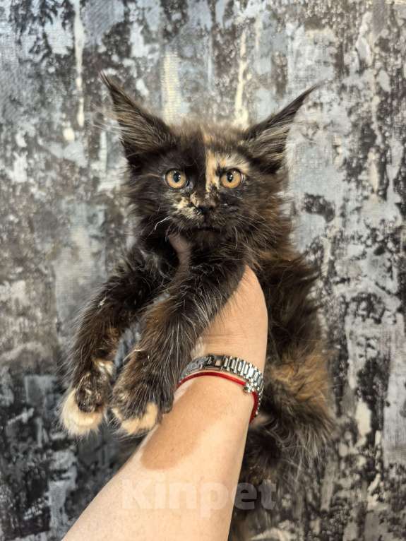 Кошки в Клине: Мейн Кун котята Девочка, 45 000 руб. - фото 1