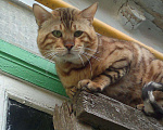 Кошки в Семенове: котик н6а вязку, 3 000 руб. - фото 1