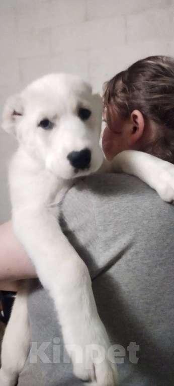 Собаки в Перми: Щенки САО  Мальчик, Бесплатно - фото 4