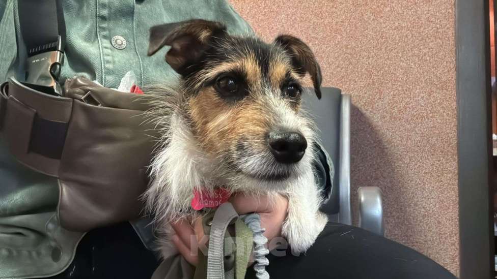 Собаки в Санкт-Петербурге: Собака в добрые руки Девочка, 10 руб. - фото 4