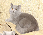 Кошки в Москве: Британский голубой шикарный кот. Мальчик, 35 000 руб. - фото 1