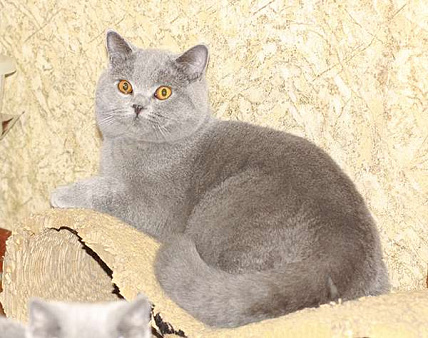 Объявление: Британский голубой шикарный кот., 35 000 руб., Москва