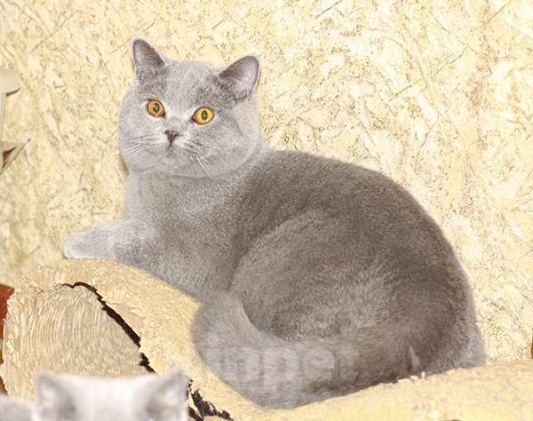 Кошки в Москве: Британский голубой шикарный кот. Мальчик, 35 000 руб. - фото 1