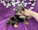 Собаки в Москве: Йорк с голубыми глазами крупный мальчик мерле Мальчик, 60 000 руб. - фото 10