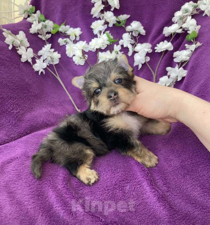 Собаки в Москве: Йорк с голубыми глазами крупный мальчик мерле Мальчик, 60 000 руб. - фото 10