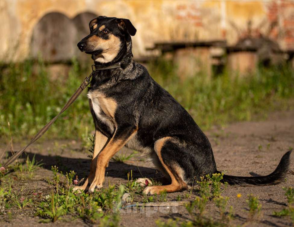 Собаки в Санкт-Петербурге: Киви из приюта в добрые руки Девочка, Бесплатно - фото 3