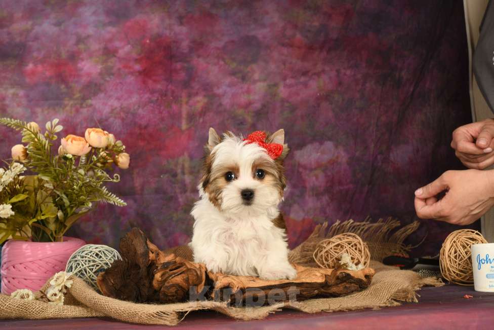 Собаки в Москве: Раскрашенные красавицы! Девочка, 150 000 руб. - фото 7