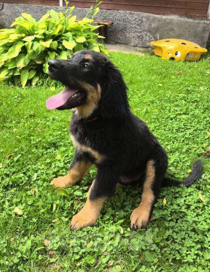 Собаки в Москве: Ховаварт щенки Мальчик, Бесплатно - фото 3