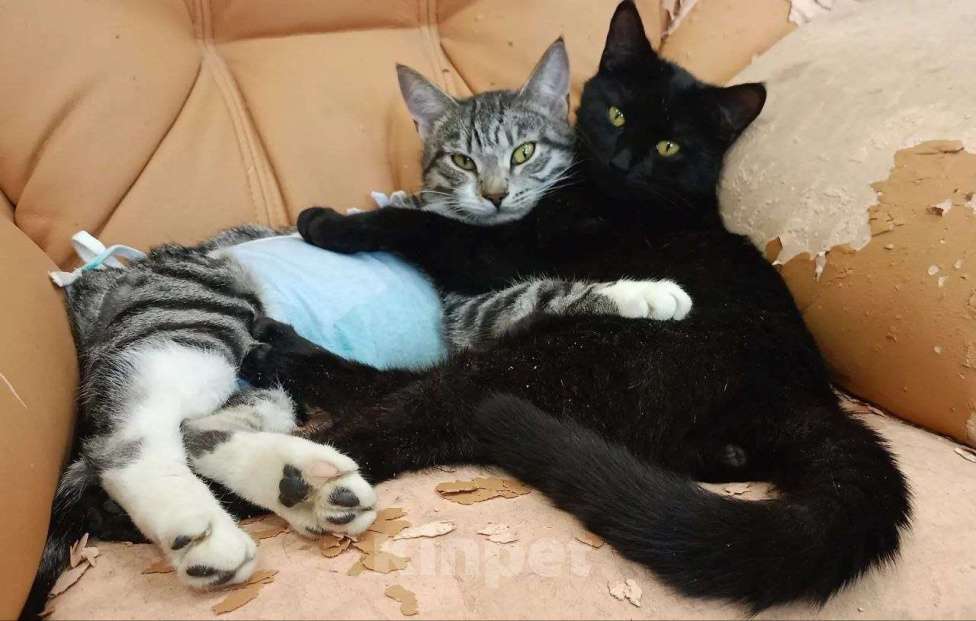 Кошки в Москве: спасите нас , выпуск на улицу Девочка, Бесплатно - фото 1