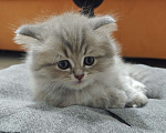 Кошки в Краснодаре: Британцы длинношерстные Разнополые, 11 111 руб. - фото 3